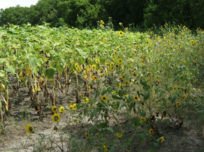 A sunflower research site